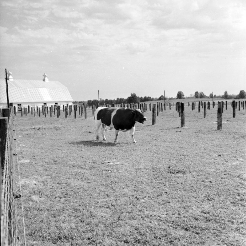 037_Find the herd; Moooo. (1951).jpg